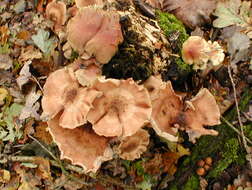 Image of Honey Fungus