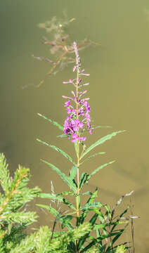 Image of Narrow-Leaf Fireweed