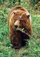 Image of grizzly bear