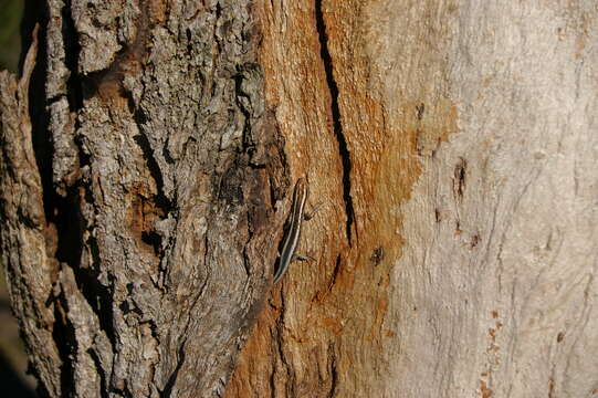 Image of Cream-striped Shinning-skink