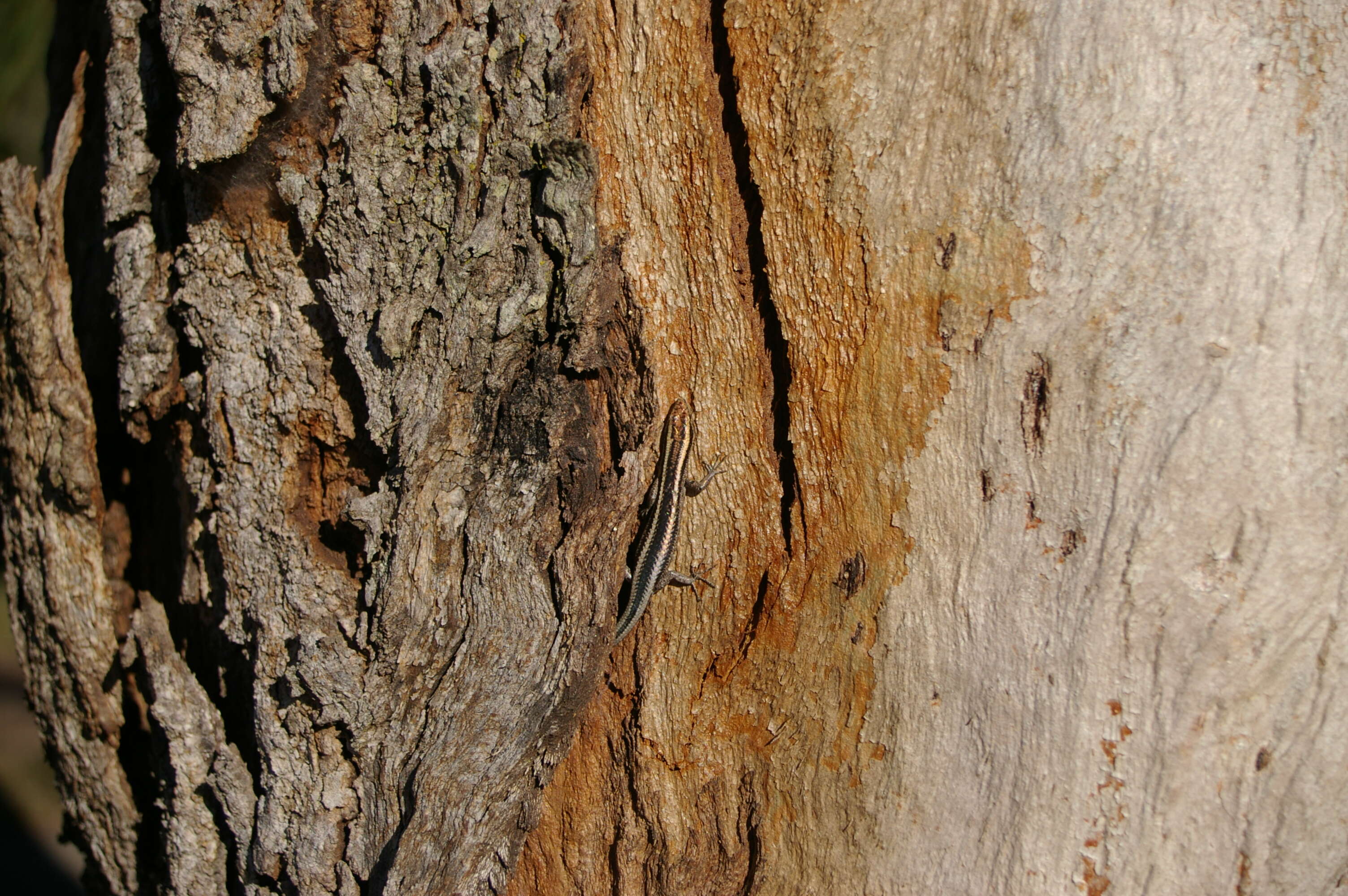 Image of Cream-striped Shinning-skink