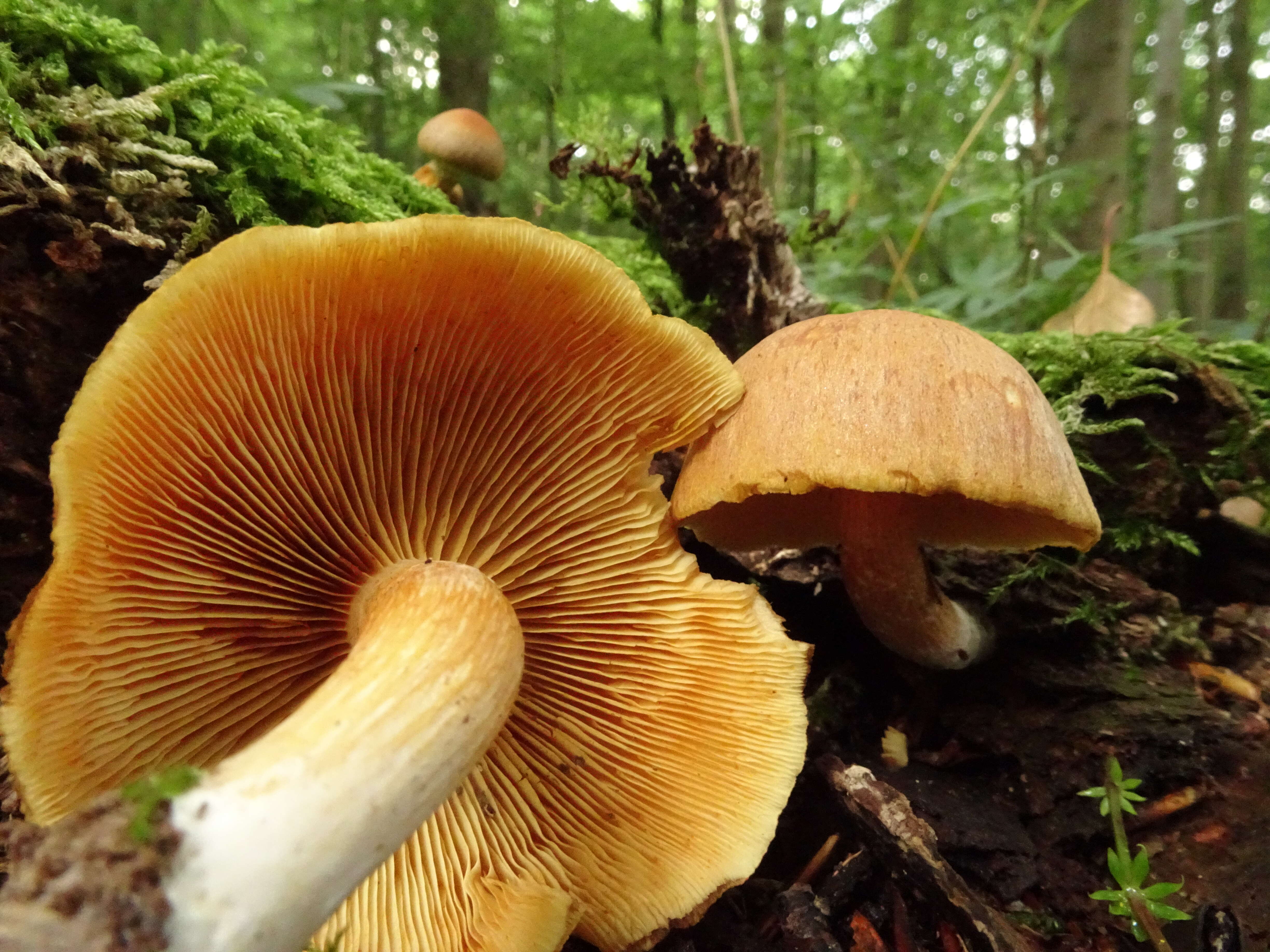 Image of Gymnopilus