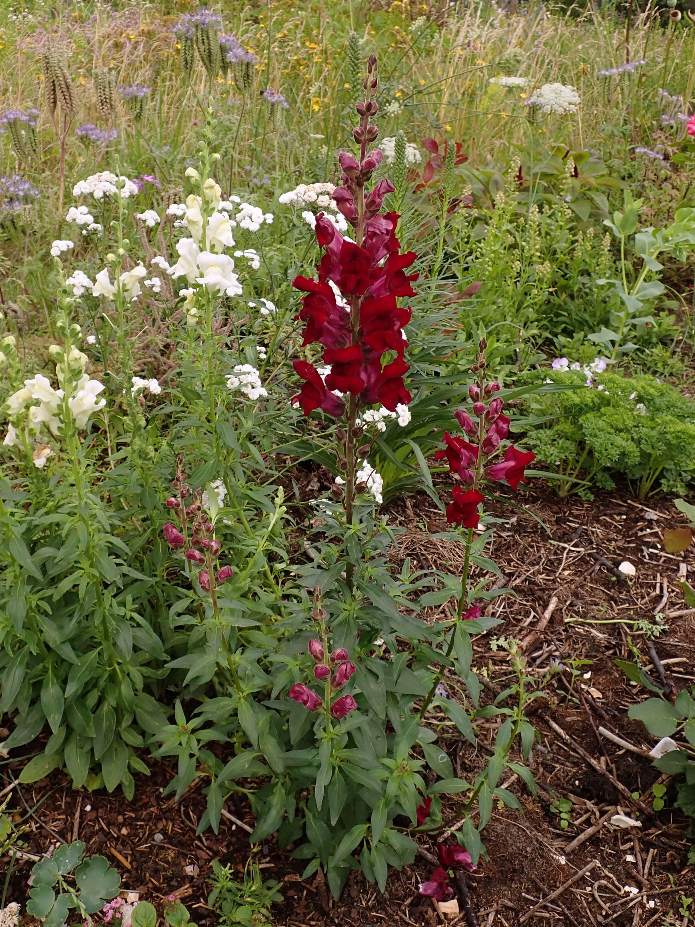 Plancia ëd Antirrhinum majus L.