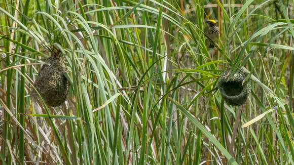 Image of Streaked Weaver