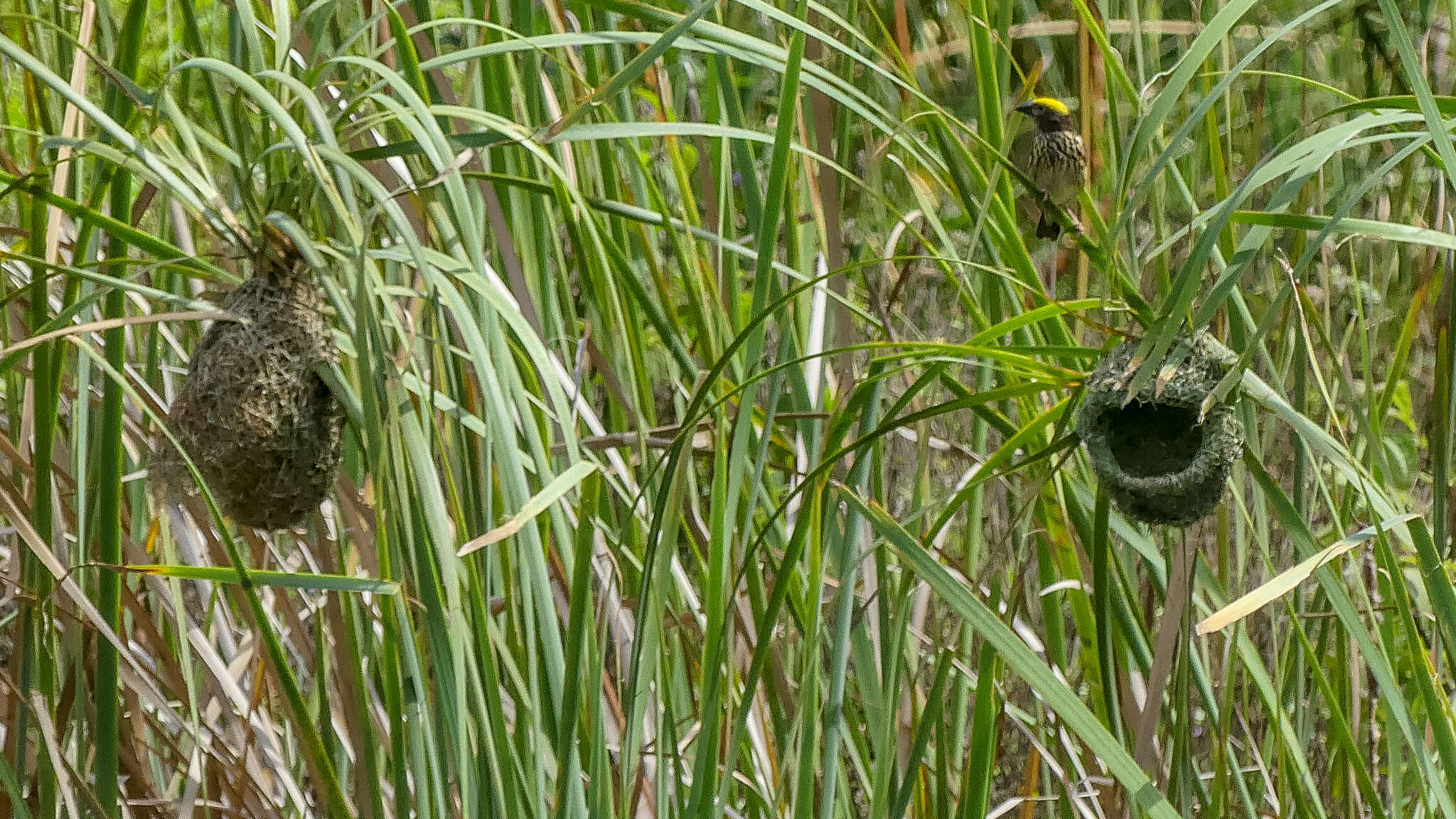 Image of Streaked Weaver