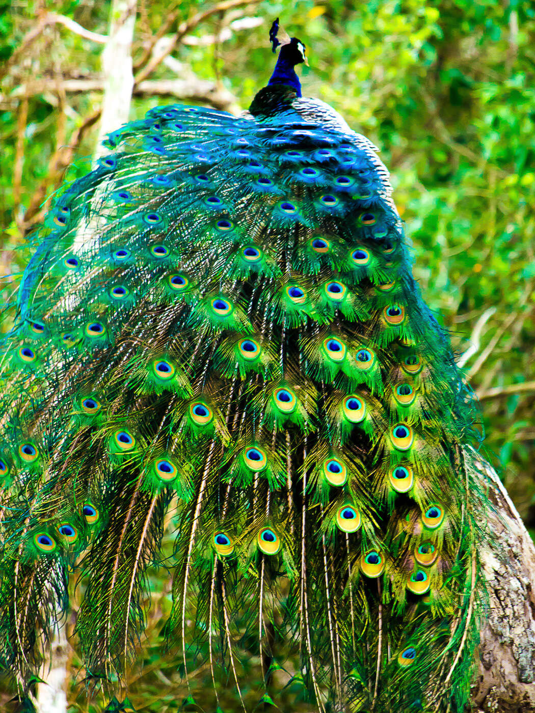 Image of Asiatic peafowl