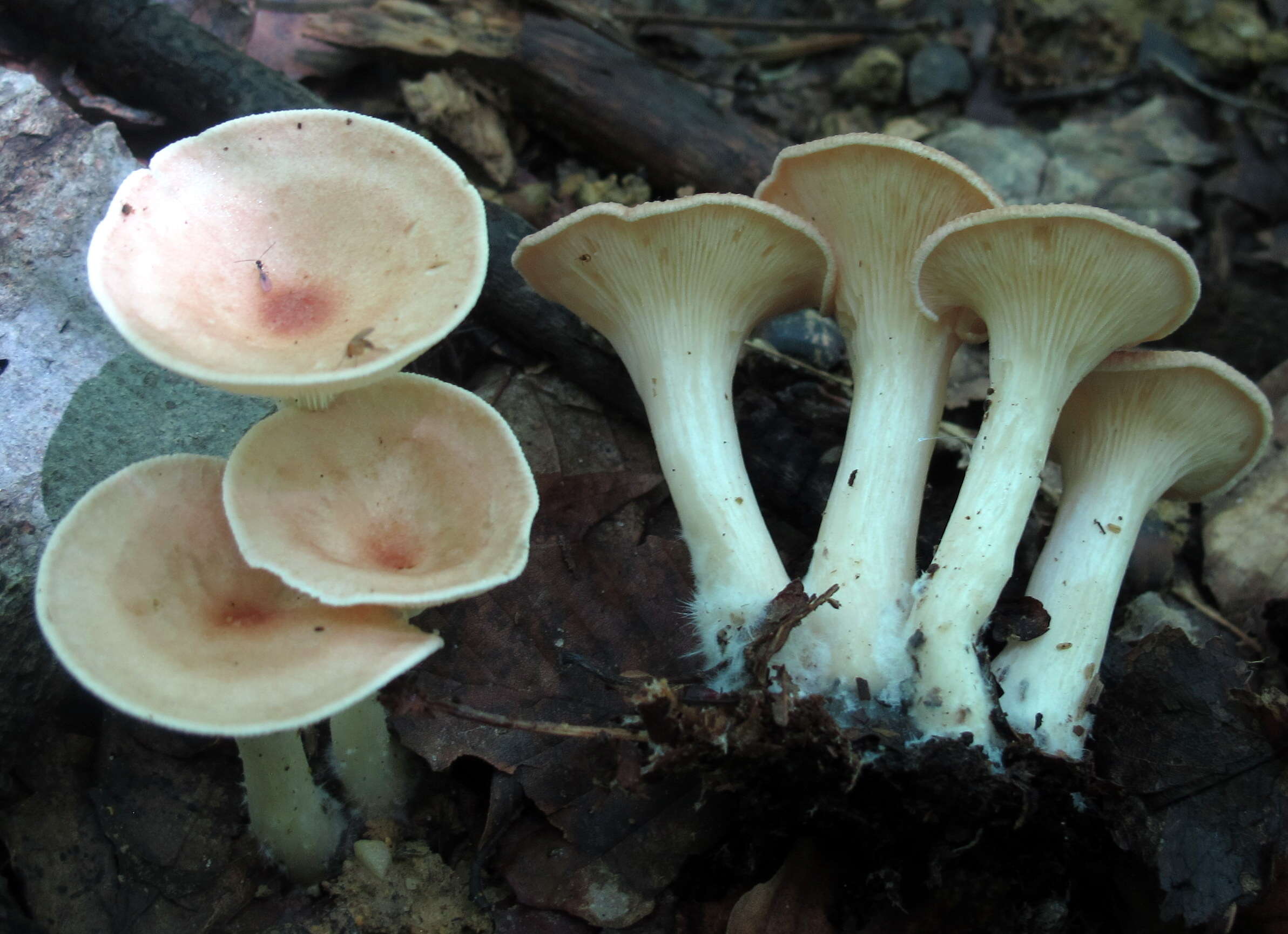 Слика од Clitocybe gibba (Pers.) P. Kumm. 1871