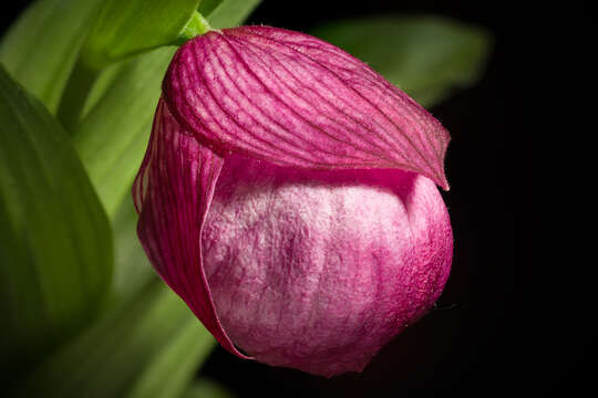 Image of Large-flowered Cypripedium