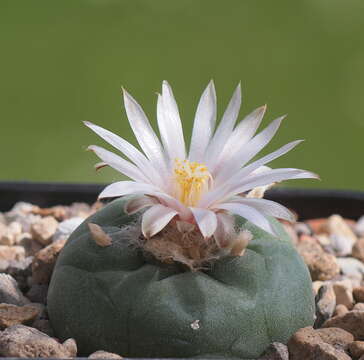 Image of Peyote