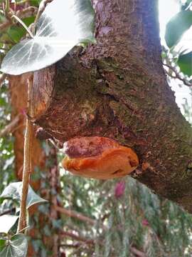 Phellinus pomaceus (Pers.) Maire 1933 resmi