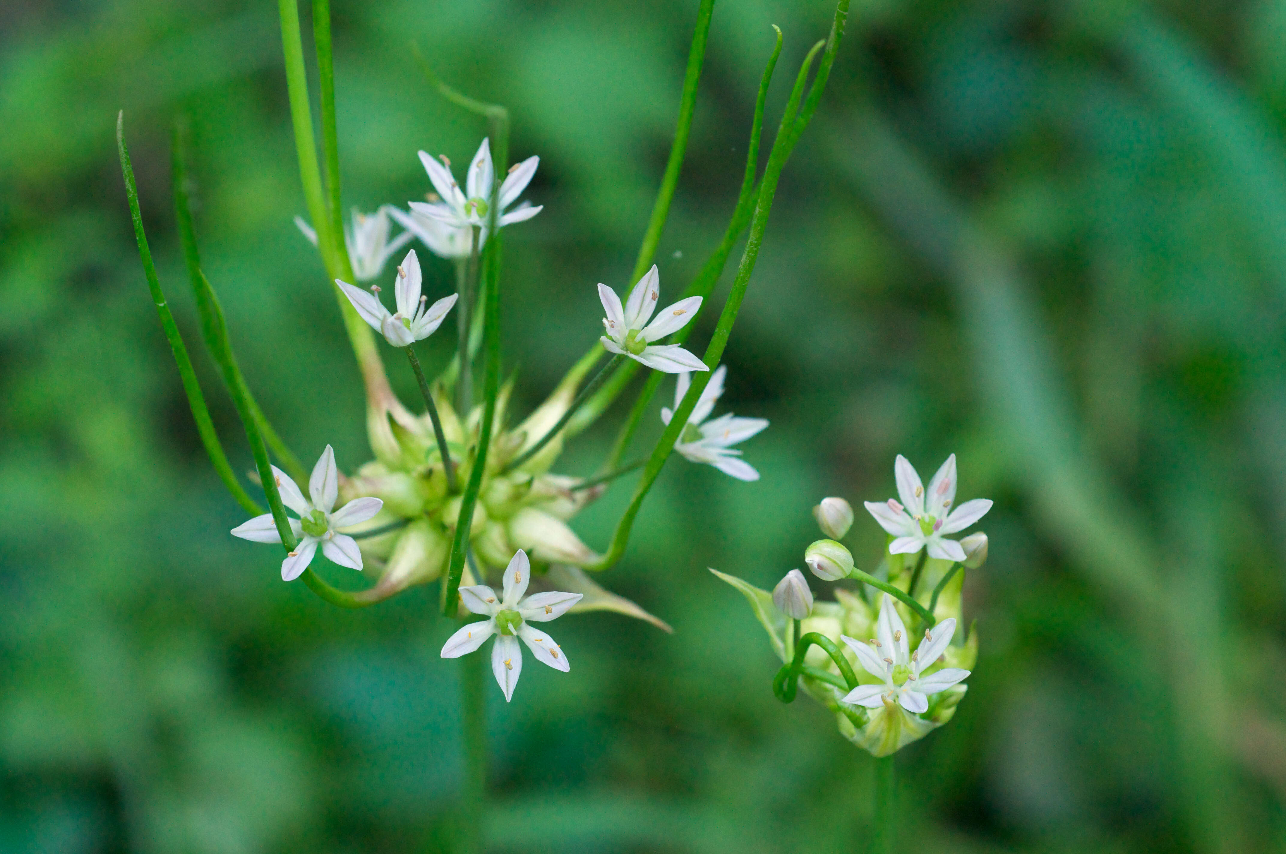 Image of meadow garlic