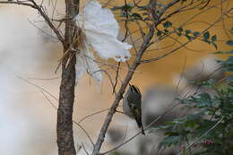 Image of Golden-crowned Kinglet