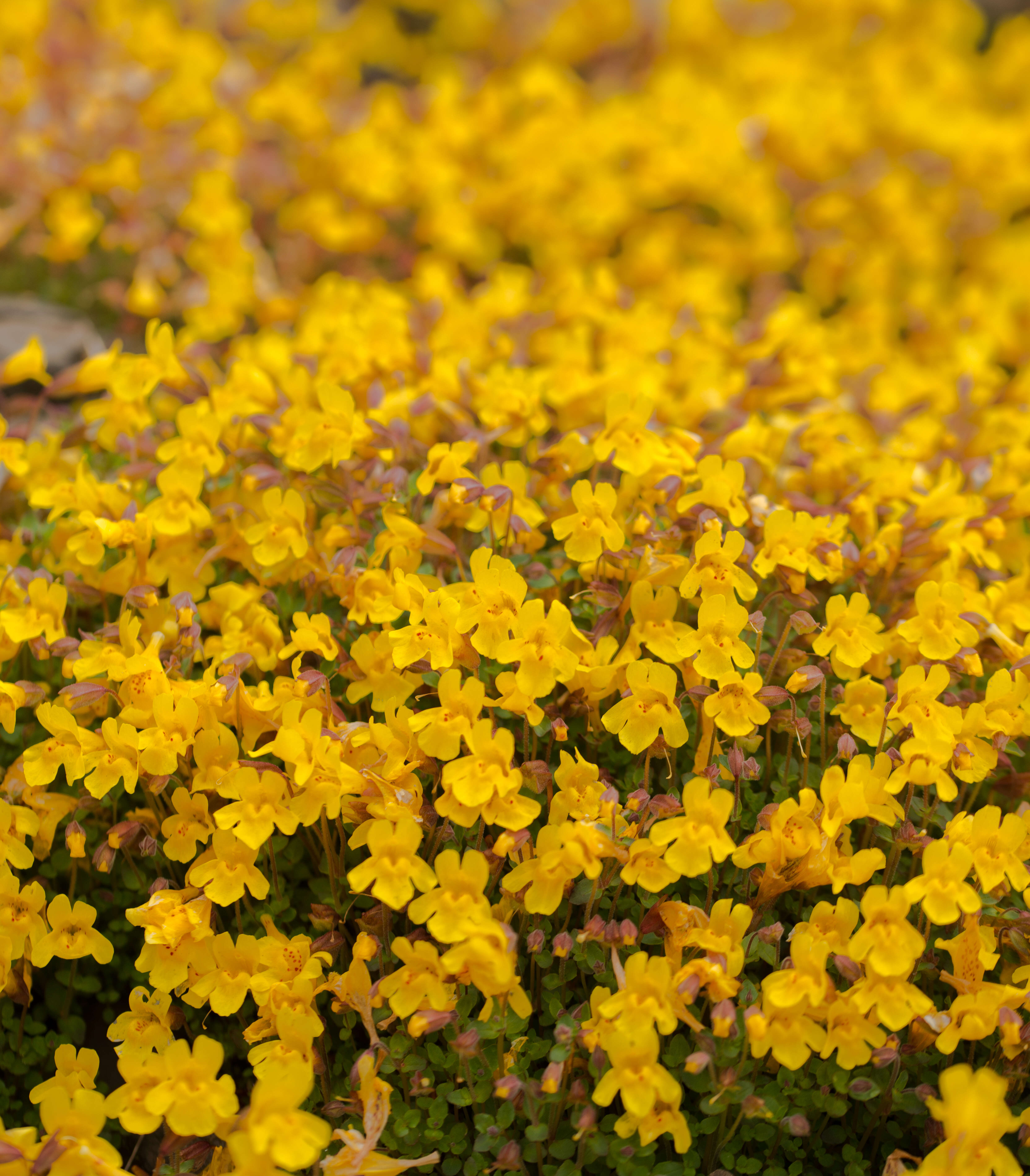 Image of monkeyflowers