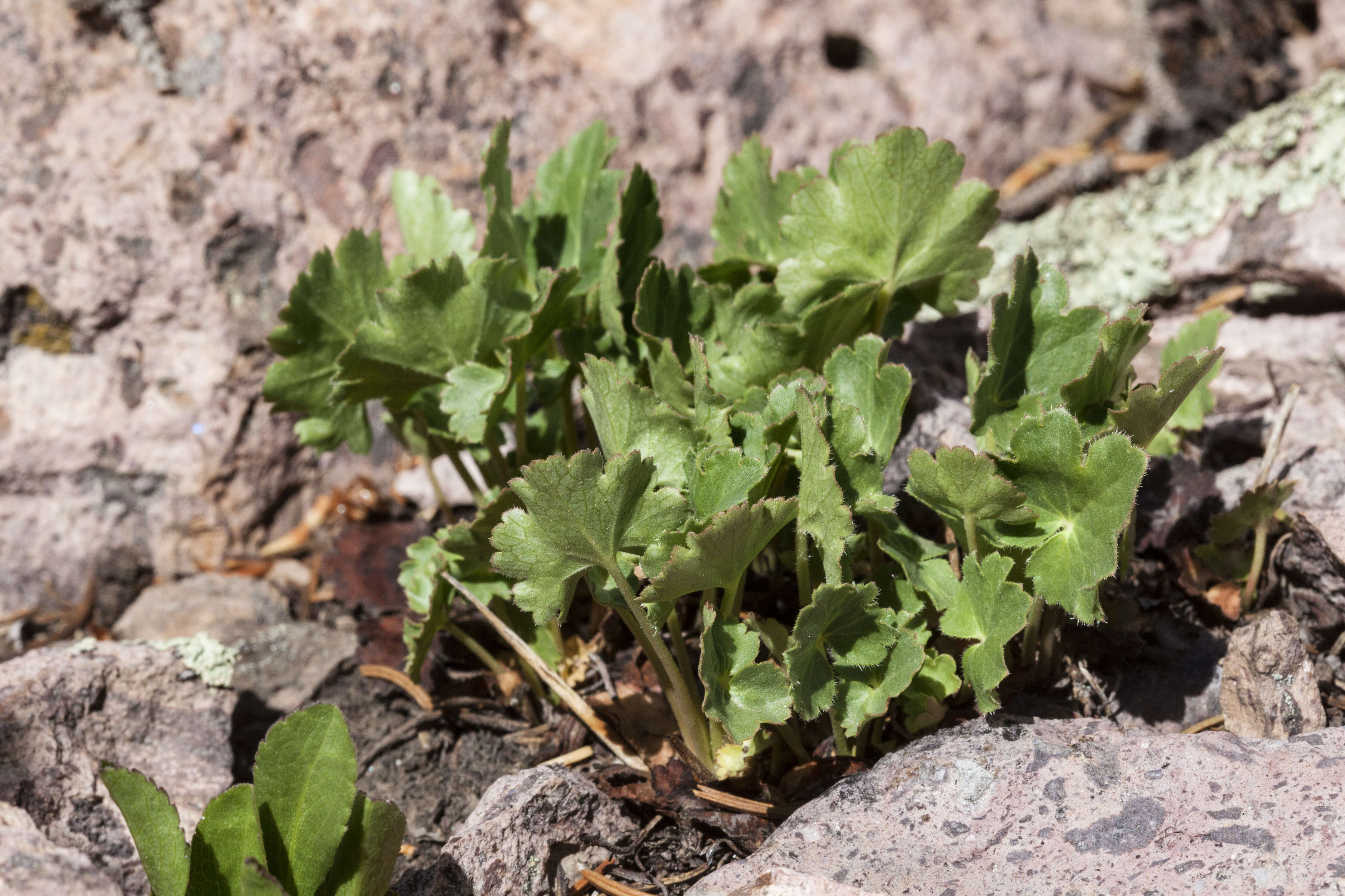 Image of alumroot