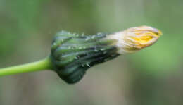 Plancia ëd Sonchus asper (L.) Hill