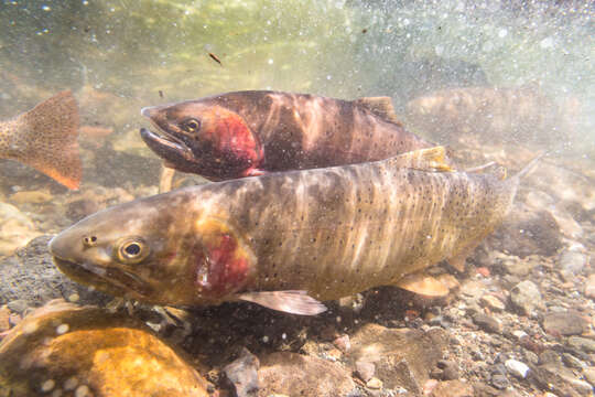 Image of Oncorhynchus clarkii bouvieri