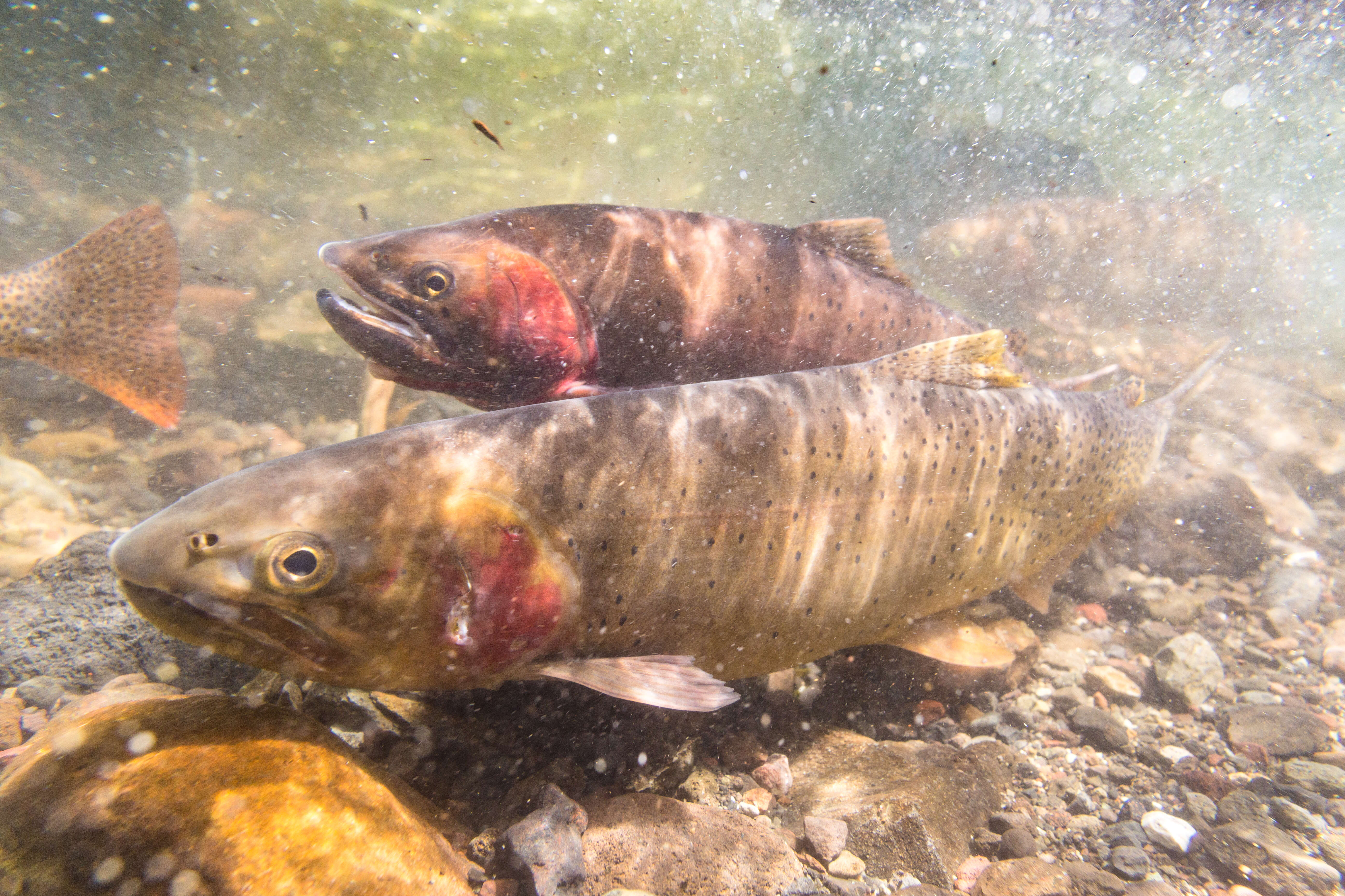 Image of Oncorhynchus clarkii bouvieri