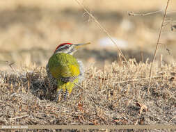 Image of Scaly-bellied Woodpecker