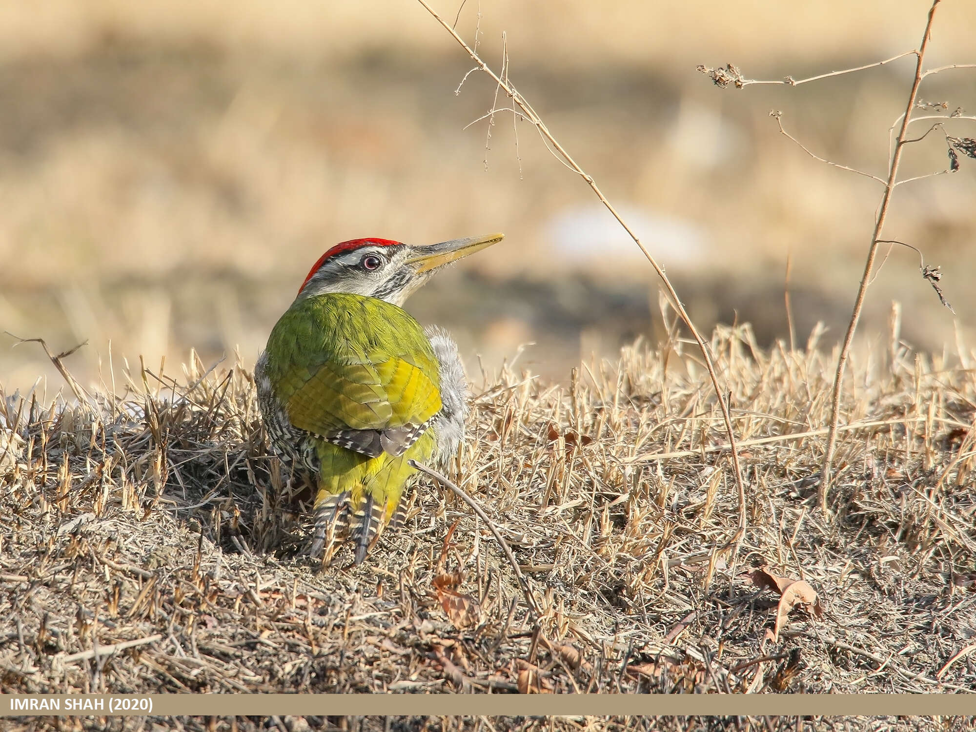 Image of Scaly-bellied Woodpecker