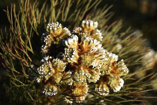 Image of Serruria glomerata (L.) R. Br.