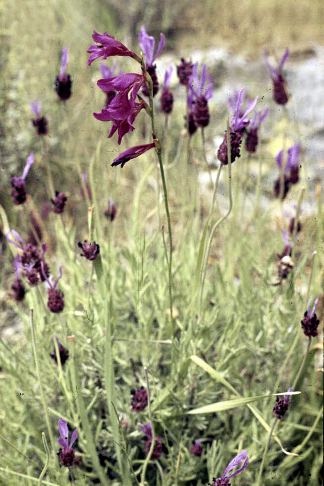 Image of Lavandula pedunculata (Mill.) Cav.