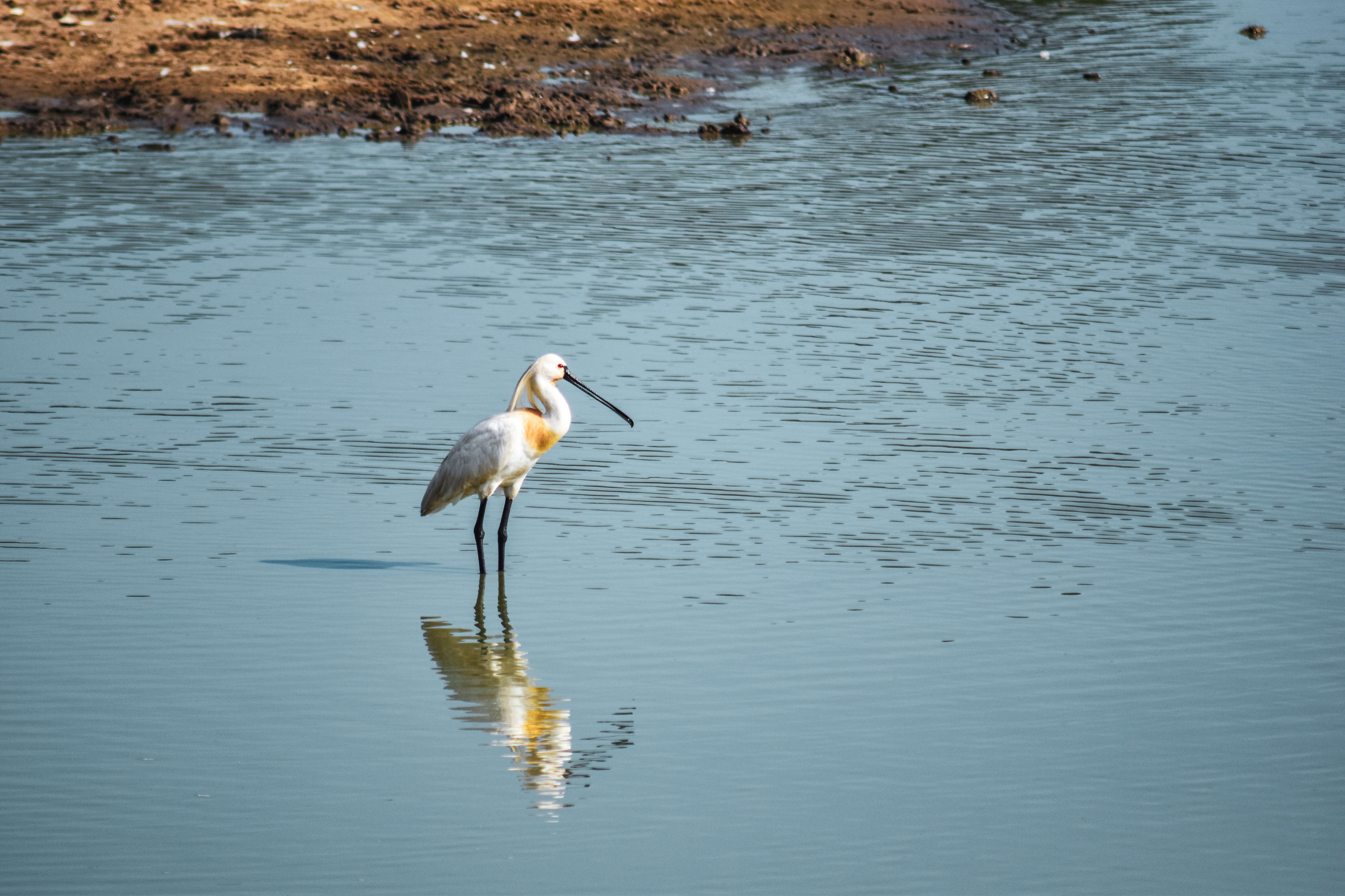 Image of spoonbill, eurasian spoonbill