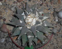 Image of Ariocarpus retusus Scheidw.