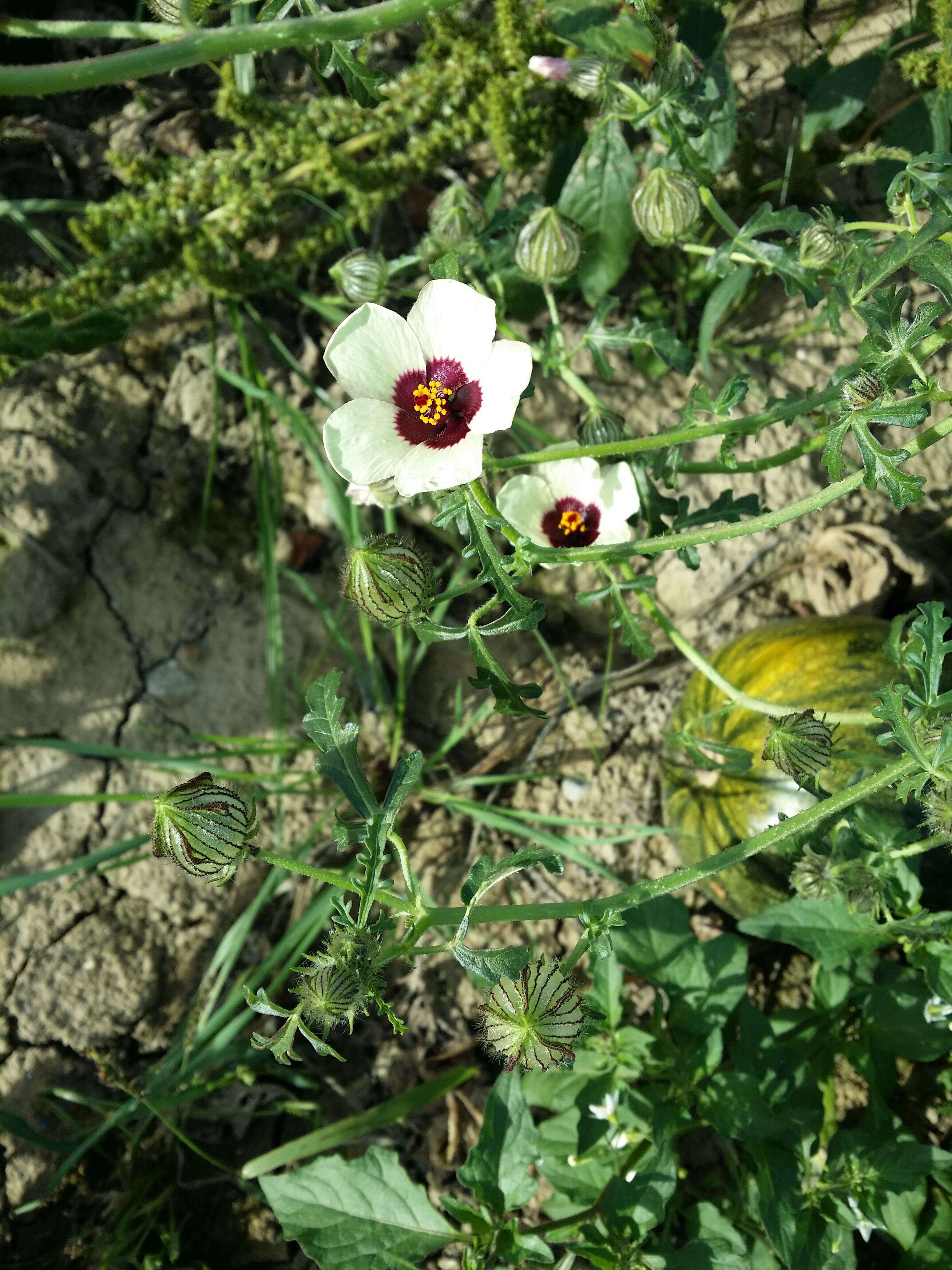 Image of flower of an hour