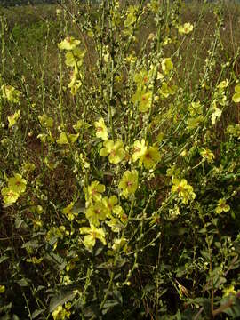 Image of wavyleaf mullein