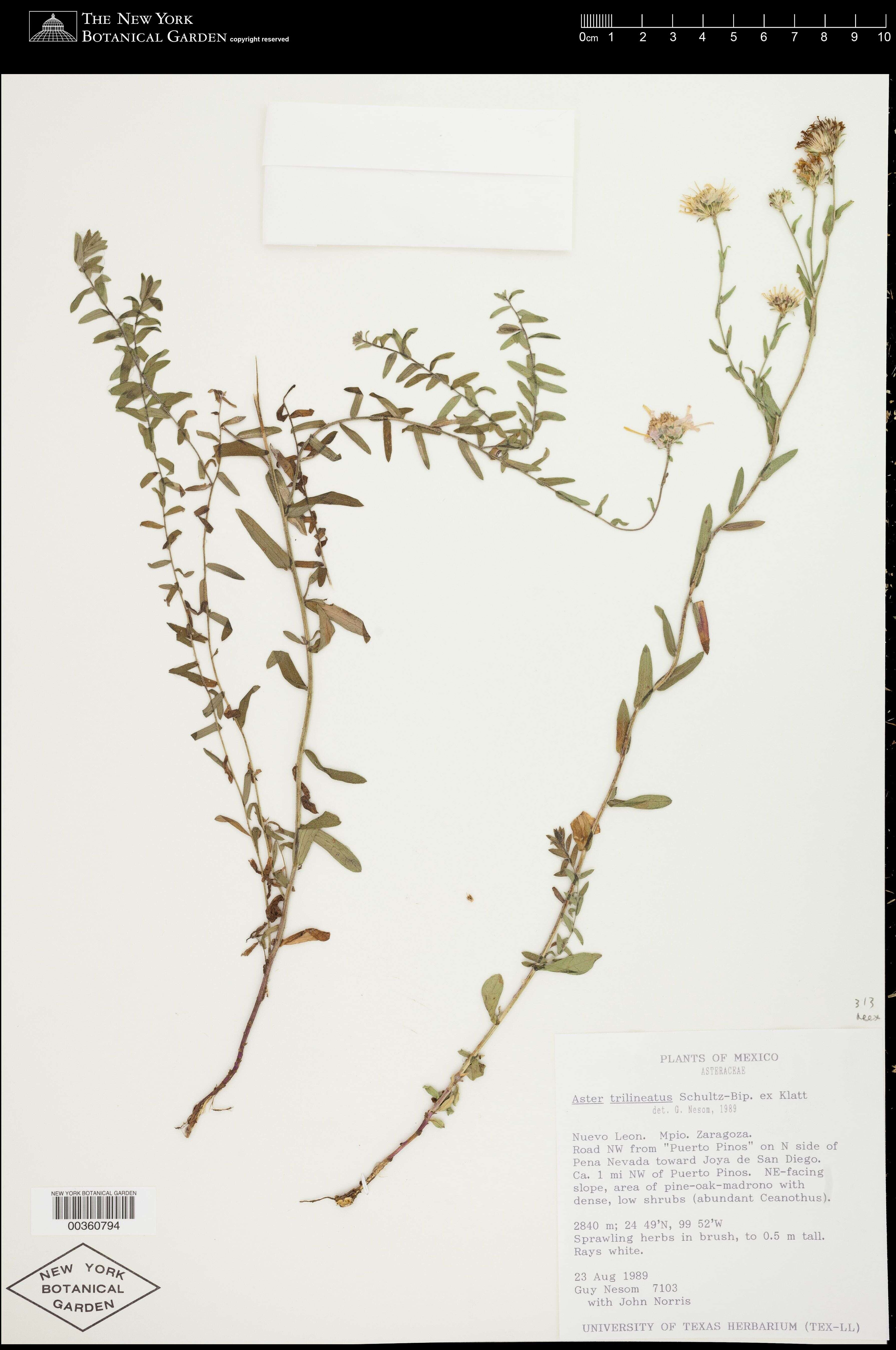 Image de Symphyotrichum trilineatum (Sch. Bip. ex Klatt) G. L. Nesom