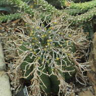 Image of Euphorbia meloformis Aiton