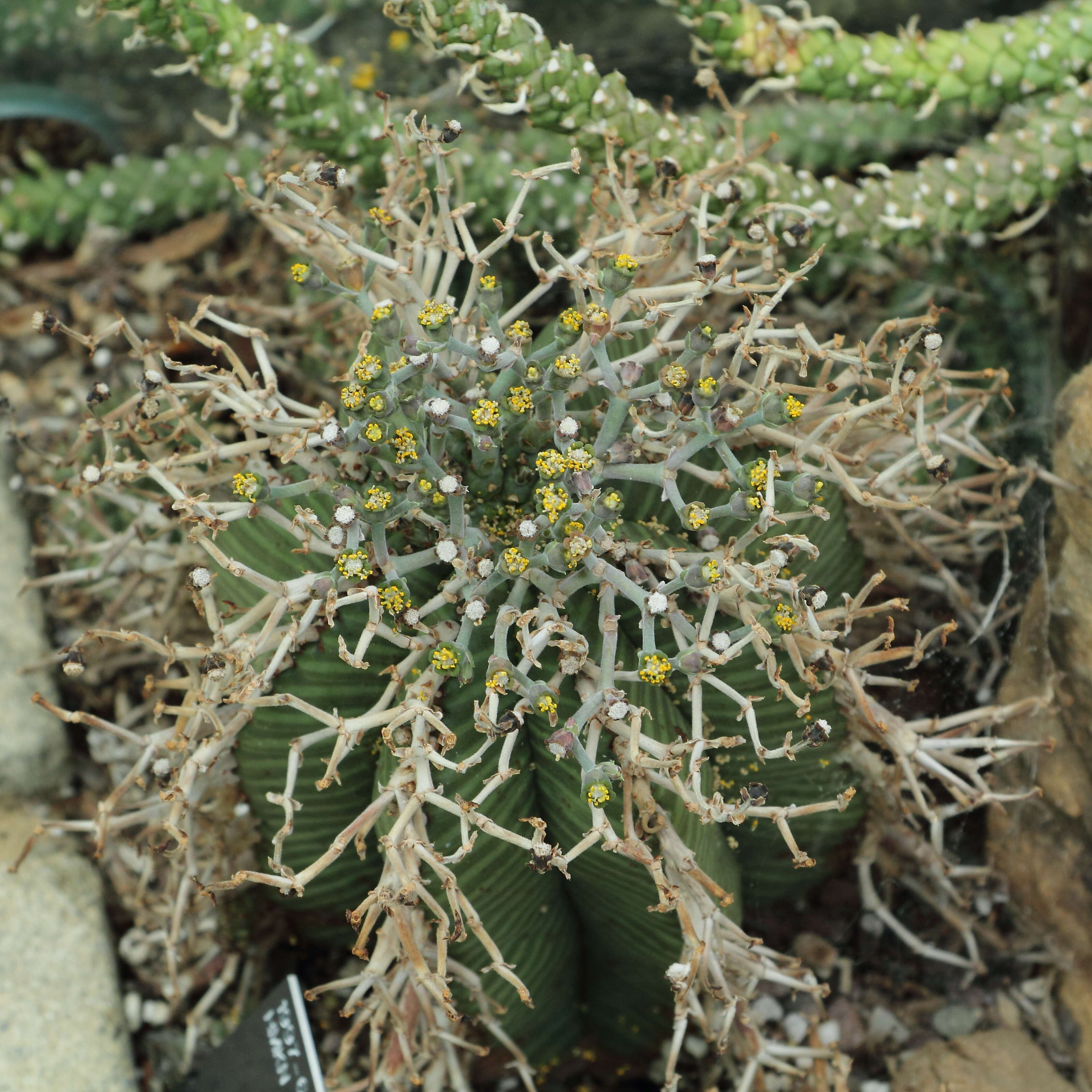 Слика од Euphorbia meloformis Aiton