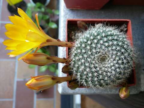 Image of Rebutia minuscula K. Schum.