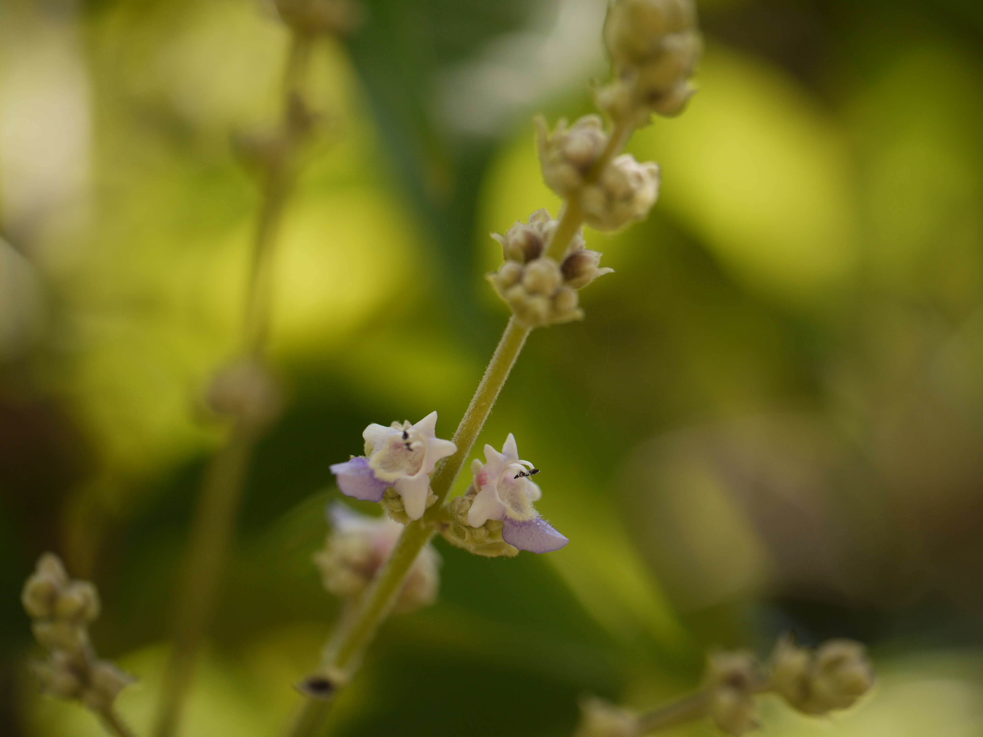 Image of Vitex altissima L. fil.