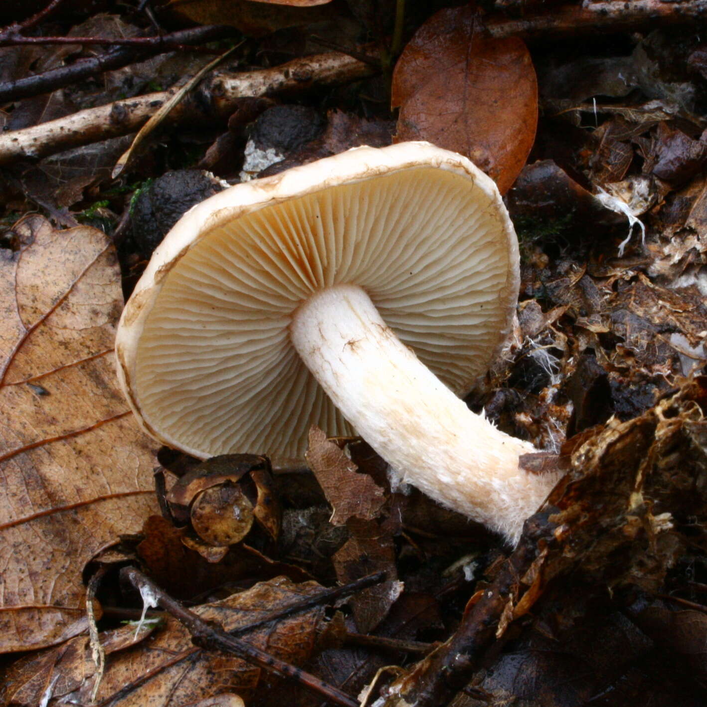 Image of Pholiota gummosa (Lasch) Singer 1951