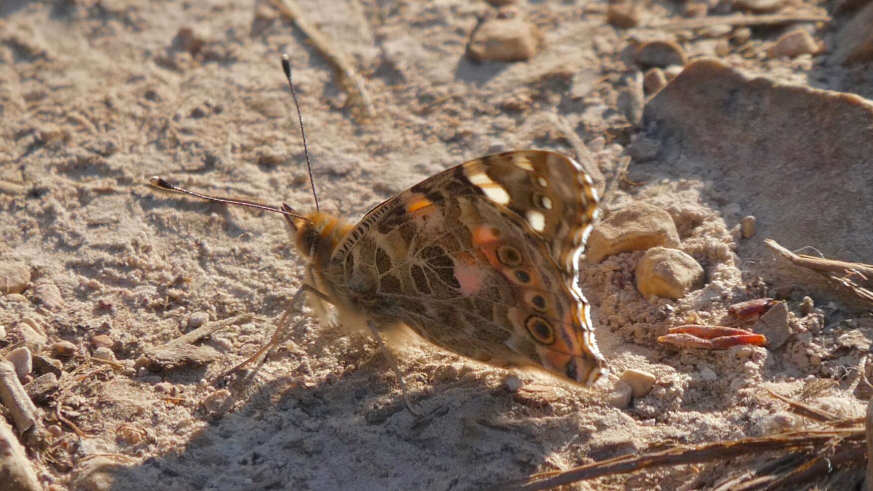 Image of Asian Admiral