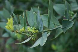 Image of Bark bush