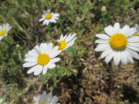 Image of corn chamomile