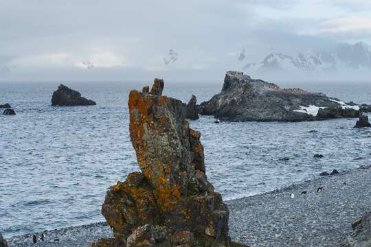 Image of Gentoo Penguin