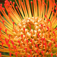 Image of red pincushion-protea