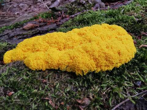 Image of Dog vomit slime mold