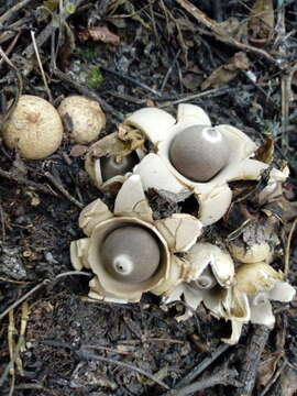 Image of Collared Earthstar