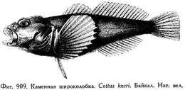 Image de Cottidae