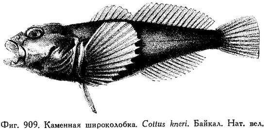 Image de Cottidae