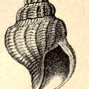 Sivun Pleurotomella formosa (Jeffreys 1867) kuva