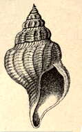 Image of Pleurotomella formosa (Jeffreys 1867)