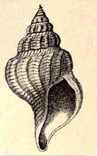 Plancia ëd Pleurotomella formosa (Jeffreys 1867)