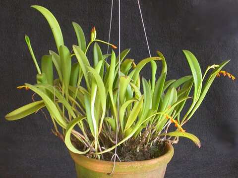 Image of Acianthera ochreata (Lindl.) Pridgeon & M. W. Chase