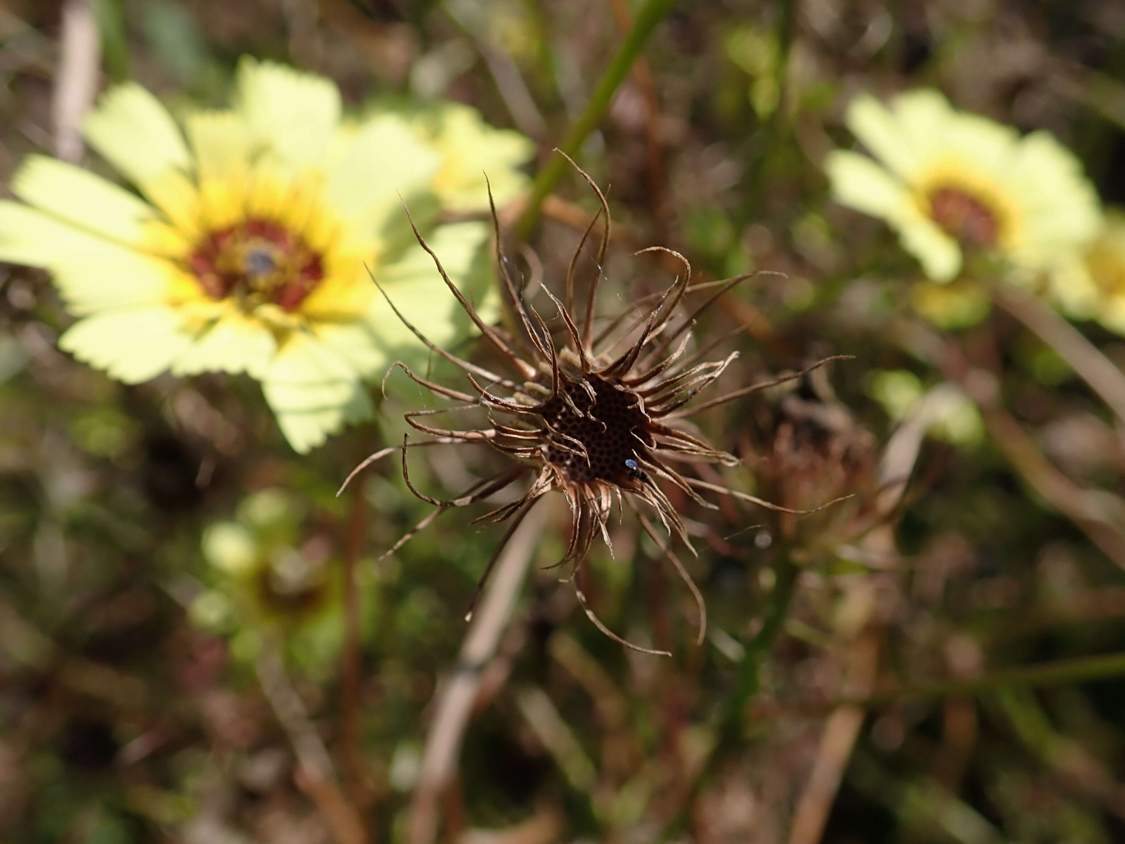 Image de Tolpis barbata (L.) Gaertn.