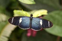 Heliconius sara Fabricius 1793的圖片